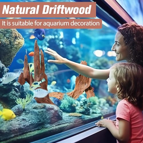 2-Piece 10-14 inch Natural Aquarium Driftwood Decorations - Aquascape Decor for Fish Tanks, Betta Hideouts, Reptile Enclosures & Plant Attachment - size: Mopani Driftwood 10-14" (Pack of 2)