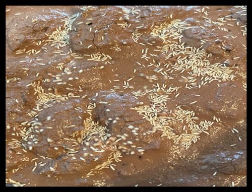 Live Springtails, Clay Culture (8 oz), for Amphibian/Reptile/Invertebrate Bioactive Habitats, by Critters Direct