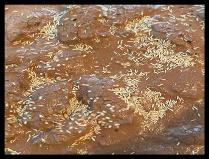 Live Springtails, Clay Culture (8 oz), for Amphibian/Reptile/Invertebrate Bioactive Habitats, by Critters Direct