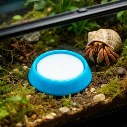 12 Pcs Hermit Crab Sponge Bowl Universal Plastic Gecko Food Dish Reptile Feeding Dish with 12 Pcs Sponges for Hermit Crab, Lizard, Small Pets(6 Colors)