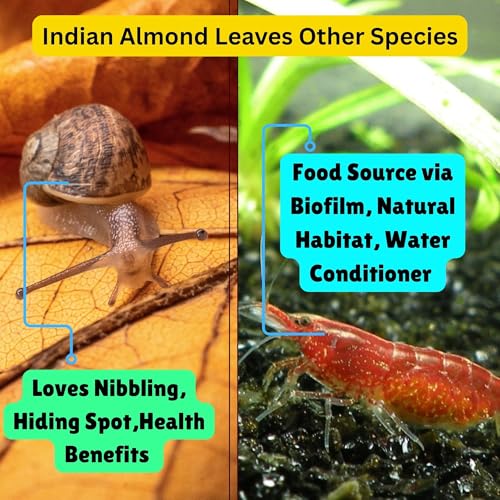 50 Pcs Indian Almond Catappa Leaves 6" for Axolotl Aquariums – Natural Leaf Litter, Aquarium Botanicals, Tank Accessories & Habitat Decor