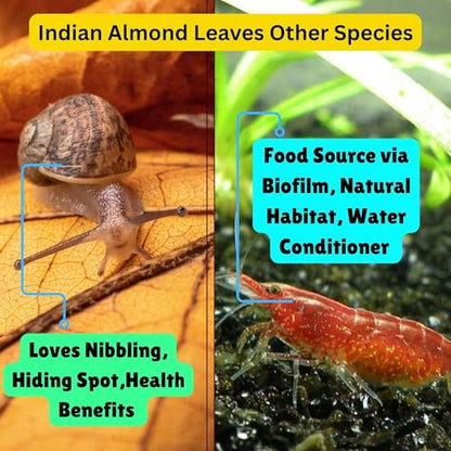 50 Pcs Indian Almond Catappa Leaves 6" for Axolotl Aquariums – Natural Leaf Litter, Aquarium Botanicals, Tank Accessories & Habitat Decor