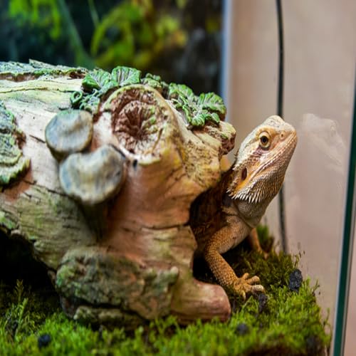 Resin Reptiles Hollow Tree Trunk Habitat Decor Reptile Log Hides Caves Bearded Dragon Hideout Cave Bark Habitats Decoration Gecko Hut for Lizard Chameleon Crested Gecko Snake Spider (3Pcs)