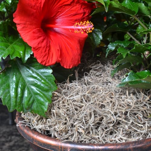 Mosser Lee Spanish Moss – Natural Decorative Moss for Houseplants, Soil Cover, Crafts, Terrariums & Floral Arrangements - 400 Cubic Inches (Approx 9oz) - size: 400 Cubic Inches