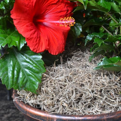 Mosser Lee Spanish Moss – Natural Decorative Moss for Houseplants, Soil Cover, Crafts, Terrariums & Floral Arrangements - 400 Cubic Inches (Approx 9oz) - size: 400 Cubic Inches