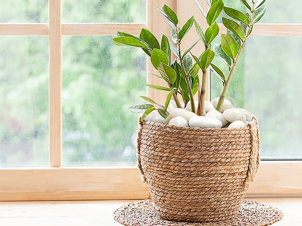 FANTIAN 2 lbs Polished White Pebbles for Pebbles, 1-2 Inch Smooth White River Rocks for Plants Potted Vases Fillers Fish Tank Landscaping and Outdoor Garden Decorative Rocks - size: 1-2 Inch, style: 2 Pounds