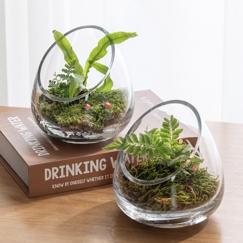 MyGift 5 Inch Premium Clear Glass Air Plant Terrarium, Tealight Candle Holder, Succulent Cactus Plant Vase, Set of 4 - size: Set of 4 (Slanted)