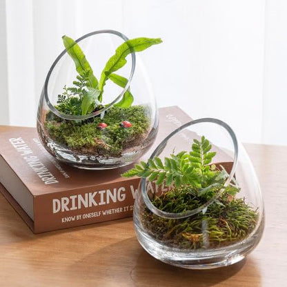 MyGift 5 Inch Premium Clear Glass Air Plant Terrarium, Tealight Candle Holder, Succulent Cactus Plant Vase, Set of 4 - size: Set of 4 (Slanted)