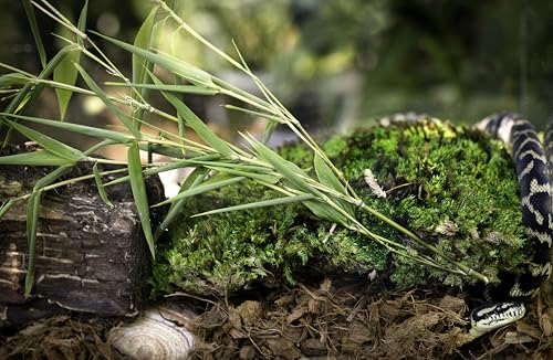 Galápagos (05020) Tropicoco® Husk Bedding for Reptiles, Amphibians, & Terrariums High Absorbency, Eco-Friendly, Dust-Free Perfect for Water Dragons, Tortoises, Snakes, & More, 8QT Compressed Brick - size: 8 QT Compressed Brick (Pack of 4)