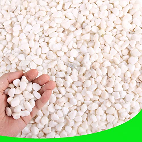 Decorative Garden Pebbles, 3 LB Natural White Rocks for Indoor & Outdoor Planters, Walkways, Vase Fillers & Landscaping Décor – Multiple Sizes & Colors - size: 3LB, style: White