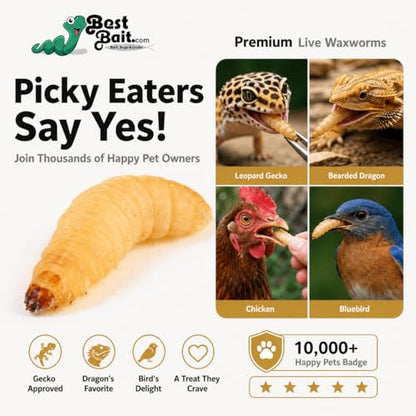 100 Count Premium Live Waxworms for Reptiles, Birds, Amphibians & Fishing Bait - High-Protein, Calcium-Rich Soft-Bodied Larvae - Ideal for Bearded Dragons, Geckos, Chickens & Trout