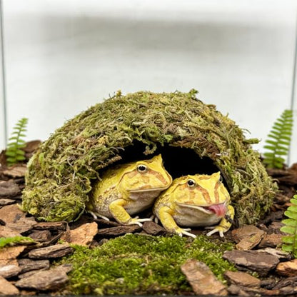 Natural Moss Frogs Hideout - Green Mossy Cave for Reptile, Geckos, and Hermit Crabs - Humid Habitat Decor for Amphibians and Small Reptiles - Eco-Friendly Terrarium Shelter