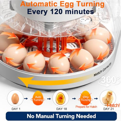 Upgraded Egg Incubator for Hatching Eggs, 12 Egg Capacity with Automatic Egg Turner, Temperature & Humidity Control, LED Egg Candler, Chick Incubator for Chicken, Duck & Quail Eggs - size: 12 EGGS