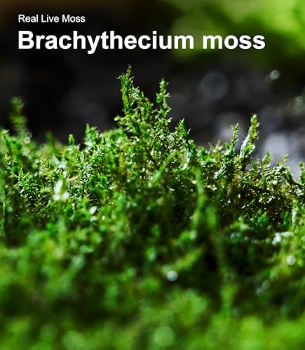 Live Moss 4-Pack for Terrariums,Potted Plants & Floral Decor | Random Varieties, Easy to Revive, Dye-Free, Mixed Green Texture, Bonsai, Potted Plants, Miniature Landscapes, Plant Displays