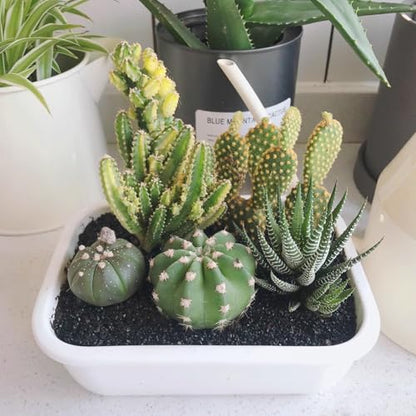FANTIAN Black Aquarium Sand, 10 lbs Fish Tank Sand | Aquarium Substrate Gravel, Safe for Fish Tank, Shrimp, Turtle, Terrariums, Aquatic, Plant, Fire Pits, Candle, Vase, Crafts - color: Glossy Black, size: 10 LB