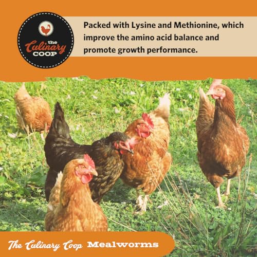 Fluker's Culinary Coop Premium Chicken Treats, Mealworms 3.5 oz, High Protein Worm, Nutritious Treat - size: 3.5 Ounce (Pack of 1)