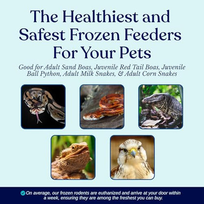 Frozen Large Adult Feeder Mice Food for Adult Ball Pythons Juvenile Red Tale Boa Monitors Lizards (10 Count) - size: 3-3.25 Inches (Pack of 10)