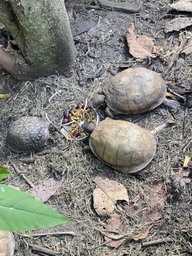 Tortoise Feeding Bowl, Stainless Steel Anti-Climb Reptile Food Dish, No-Mess Feeder for Tortoises, Box Turtles，Works to Keep Food in Place