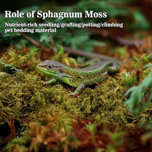 Sukh Sphagnum Moss for Reptiles - 5.5 OZ Reptile Peat Moss Terrarium Bedding Reptiles Lizard Substrate for Reptile Tank, Snake, Leopard Gecko, Ball Python, Crested Gecko, Turtle, Frog, Hamster - size: 5.5 Ounces