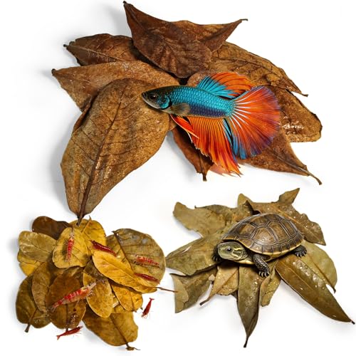 Indian Almond Leaves for Betta Fish,10Pcs Catappa,20Pcs Oak Leaves & 30Pcs Longan,Aquarium Water Conditioner Leaf,pH Balancing Water Conditioner Leaf for Betta Fish,Shrimp,Frogs,Axolotl Tanks