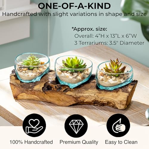 Cape Craftsmen Set of 3 Terrariums | Hand-Blown Blue Tinted Bubble Glasses On Natural Teak Driftwood Terrarium | Home Décor Indoor Planter with Stand | Glass Clear Pots for Succulent and Plants - size: Set of 3 (With Stand)