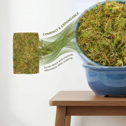2.5 LB Sphagnum Moss for Plants, Long Fiber Orchid Moss for Carnivorous Plants, Terrariums and Indoor Potting, Compressed Sphagnum Bricks.
