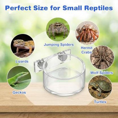 Jumping Spider Feeding Dish Set, Water Bowl with Tweezer, Reptile Feeding Dish Tongs, Water Dispenser Enclosure Jumping Spider Accessories