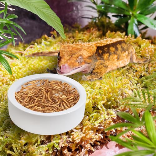 Tfwadmx 4 Pack Reptile Food Bowl, Mini Ceramic Water Feeder Bowl, Reptile Worm Feeding Dish for Lizard Turtle Bearded Dragon Anoles Crested Gecko Hermit Crab Leopard Gecko Chameleon Corn Snake - size: 4 Pcs 2.7 '' x 0.8 ''
