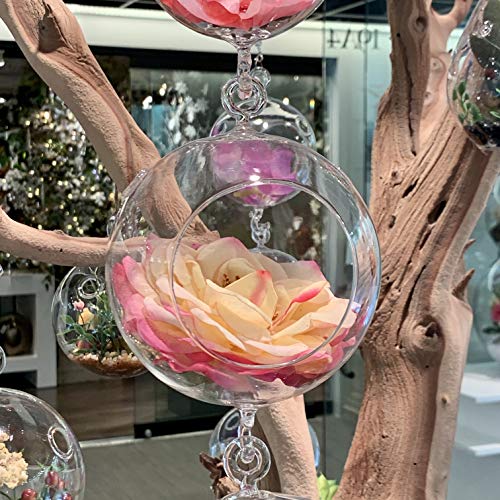 WGV Hanging Terrarium Globe, Width 5", Height 7", Double Hook, DIY Air Succulent Planter, Clear Glass Vase Orb, Candle Holder for Windowsill Outdoor Garden Decor, 1 Piece - size: 5" Double Hook