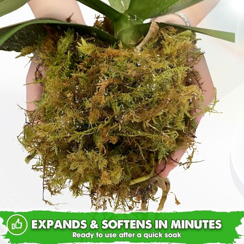 10 Oz Real Dried Forest Moss for Potted Plants, Plant Propagation | Hand-Picked & Clean, Easy to Rehydrate, Balanced Moisture, Forest Orchid Moss for Potting Mix,Moss Soil Cover for Houseplants - size: 10 Oz