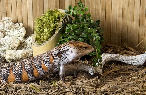 Galápagos (05056) Cypress Tank-Mulch Woodland Bedding for Reptiles & Amphibians, Eco-Friendly, High Absorbency, Dust-Free Perfect for Bearded Dragons, Tortoises, Snakes, & More, 24QT