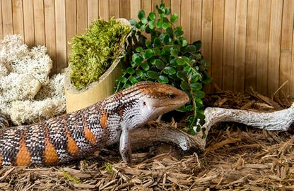 Galápagos (05056) Cypress Tank-Mulch Woodland Bedding for Reptiles & Amphibians, Eco-Friendly, High Absorbency, Dust-Free Perfect for Bearded Dragons, Tortoises, Snakes, & More, 24QT