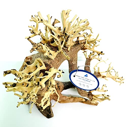 Bonsai Driftwood Aquarium Tree (8in H x 6in L), Handcrafted Fish Tank Decoration | Easy to Install Driftwood Bonsai for Fish Tank | Decor Aquascape Wood (Bonsai Tree)