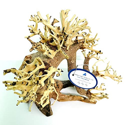 Bonsai Driftwood Aquarium Tree (8in H x 6in L), Handcrafted Fish Tank Decoration | Easy to Install Driftwood Bonsai for Fish Tank | Decor Aquascape Wood (Bonsai Tree)