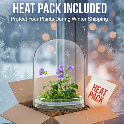 Award Winning: Persian Violet with Sundew Moss - Live Flower Terrarium in Self Sustaining Glass Jar, Maintenance Free and Blooms All-Season, Great Unique Gift and Home Decor, 100% Growth Guarantee