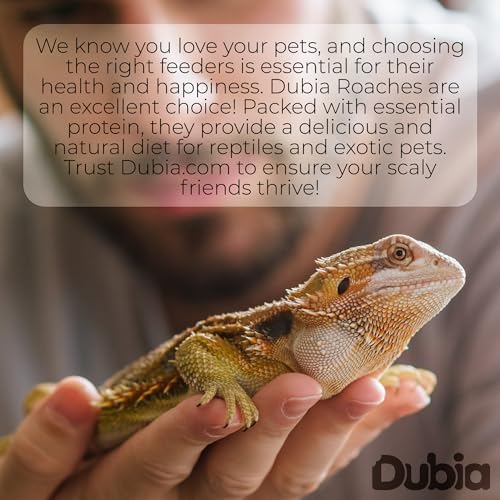 300 Extra Small 1/4 Inch Dubia Roaches Live, Ideal for Amphibians & Invertebrates, Nutritious & Easy to Keep Live Cockroaches, Perfect for Reptiles, Birds, Rodents, Fish, and More
