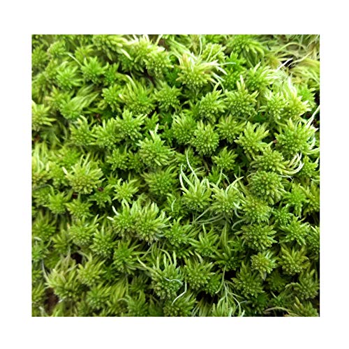 Super Sphagnum Moss 8"x10" Bag for Terrariums Orchids Reptiles Carnivorous Plants