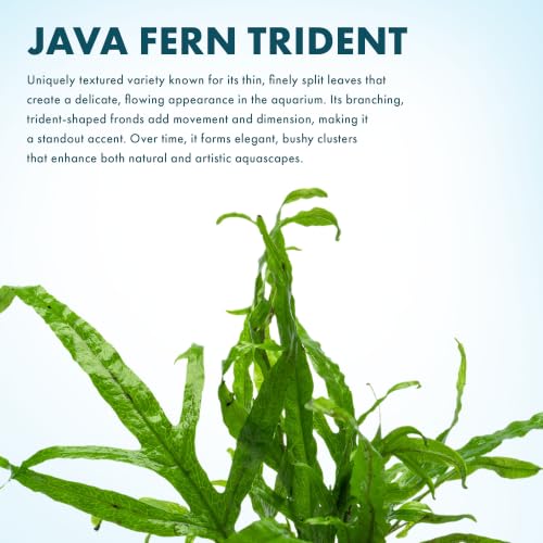 Java Fern Live Aquarium Plants - Potted Freshwater Plant for Fish Tanks - Beginner Friendly, Low Light (Trident, 1 Pot) - color: Trident, size: Pot - 1 Count