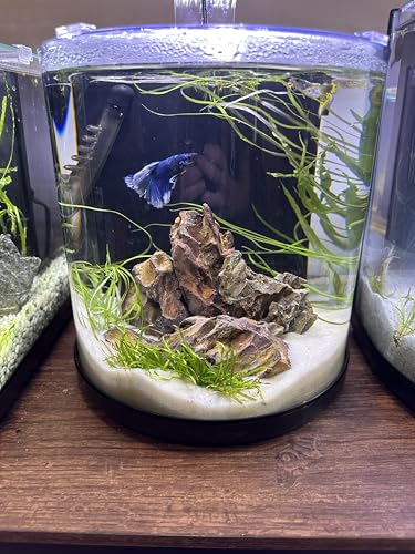 Aqua Natural Substrate, Sugar White Sand, 20lb | Aquascaping, Aquariums, Vivariums, Terrariums