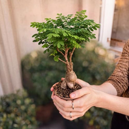 Bonsai Tree Kit Deluxe - Growing 5 Unique Japanese Bonzai Trees | Complete Indoor Bonsai Starter Kits for Growing Trees – Plant Lovers Gifts for Women & Men