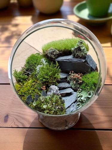 Super Fairy Garden Assortment Moss and Lichen for Terrarium, 6"x9" Bag