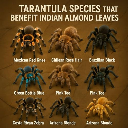 Leaf Litter for Isopods – 80 Pcs 4" Natural Indian Almond Catappa Leaves for Bioactive Vivariums, Terrariums & Aquariums, Tarantulas, Spiders, Millipedes, Crickets & Reptiles