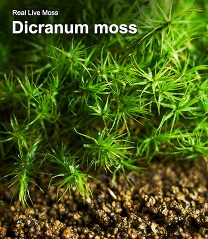 Live Moss 4-Pack for Terrariums,Potted Plants & Floral Decor | Random Varieties, Easy to Revive, Dye-Free, Mixed Green Texture, Bonsai, Potted Plants, Miniature Landscapes, Plant Displays