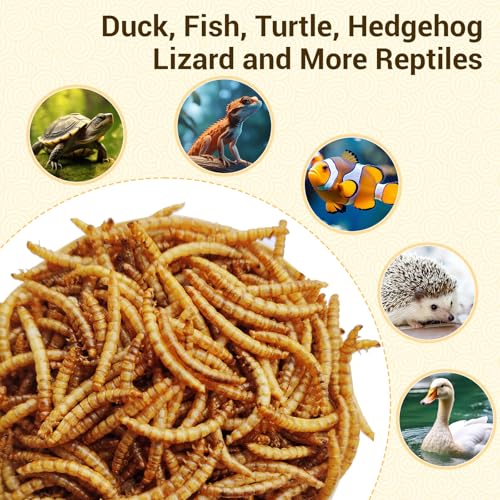 22lb Dried Mealworms for Chickens Duck High Protein Birds Treat | Hand Inspected Poultry Feed, Wild Birds and Chicken Treats, Laying Hens & Bluebirds Food, Worms Fed a Clean Natural Diet - size: 22 Pound (Pack of 1), style: Mealworms
