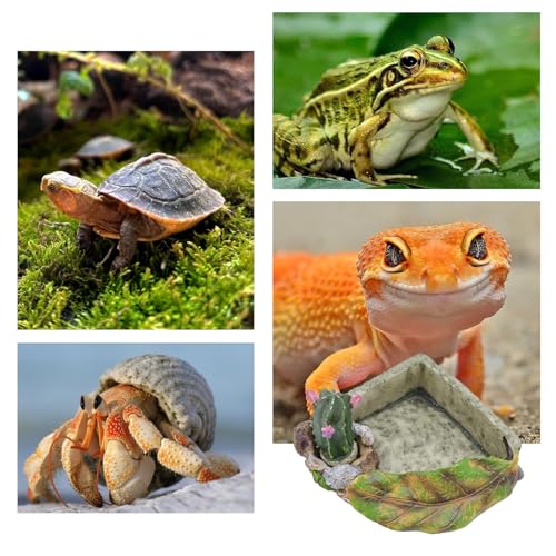 Hermit Crab Accessories, Resin Cactus Dish for Food or Water, Hermit Crab Water Bowl, Habitat Tank Accessories for Gecko, Hermit Crabs, Frog and Other Small Reptile