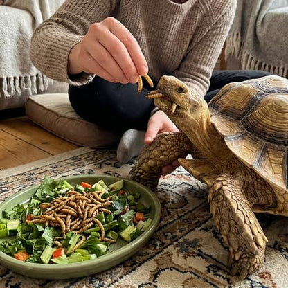 Dried Mealworms for Turtles & Reptiles, 4oz Canister - High Protein Turtle Food, Reptile Treats & Bearded Dragon Food - Natural Feeder Insects for Turtles, Lizards & Monitor, Frog, Chickens