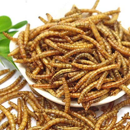 DIIG Non-GMO Dried Mealworms - Treats for Birds Chickens Hedgehog Hamster Fish Reptile Turtles, 2 lb - size: 2 Pound (Pack of 1)