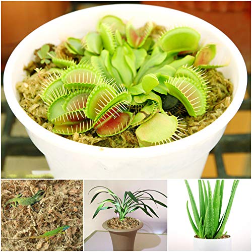 4QT Sphagnum Moss for Plants - 3.5OZ Natural Long Fibers Orchid Moss | Moisture Retention & Drainage Balance, Plant Moss for Orchids, Succulents, Carnivorous, Ferns, Reptile Bedding & Terrariums - size: 4 QT(3.5 oz)