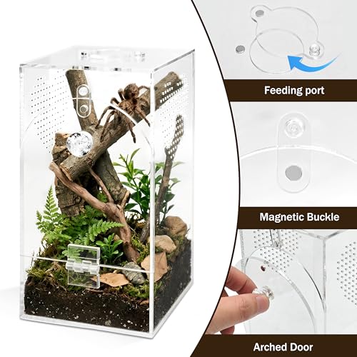 Jumping Spider Enclosure Set, Terrestrial Arboreal Combo, Acrylic Tarantula Terrarium, Praying Mantis Habitat, No Assembly, 2-Size Kit, Large - size: Large