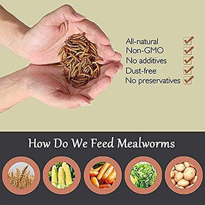 Non-GMO Dried Mealworms 20LB, 100% Natural Large Size No Moisture,Treats for Birds Chickens Hedgehog Hamster Fish Reptile Turtles (20LB) - size: 1 Pound (Pack of 1)